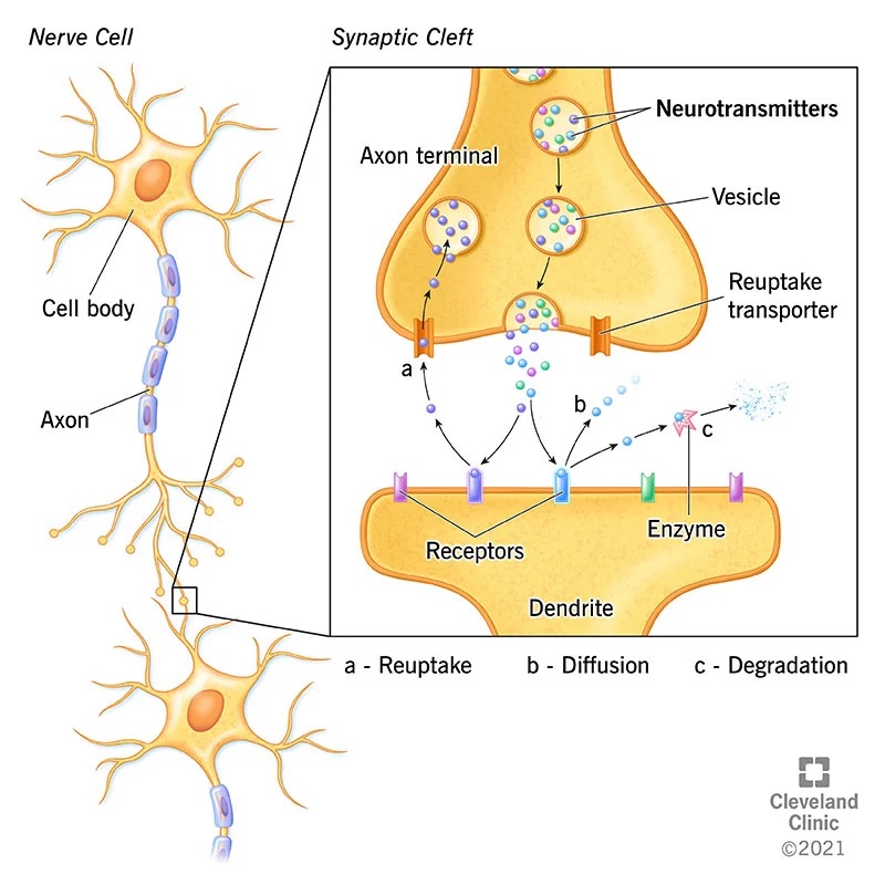 Neurotransmission Neurotransmission